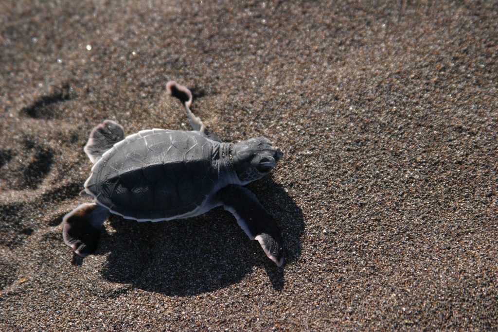 Costa-Rica-Turtle-Watching