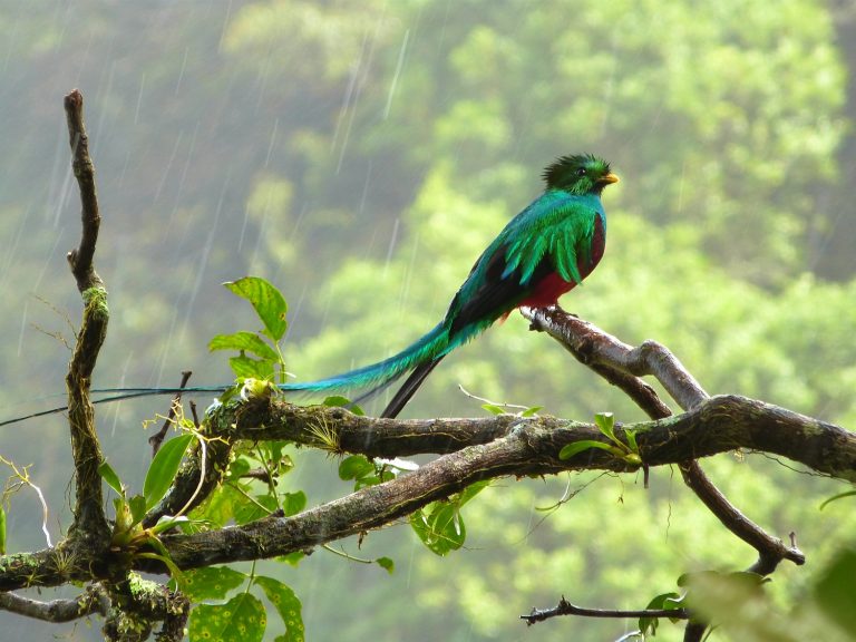 7 Most Popular Birds of Costa Rica