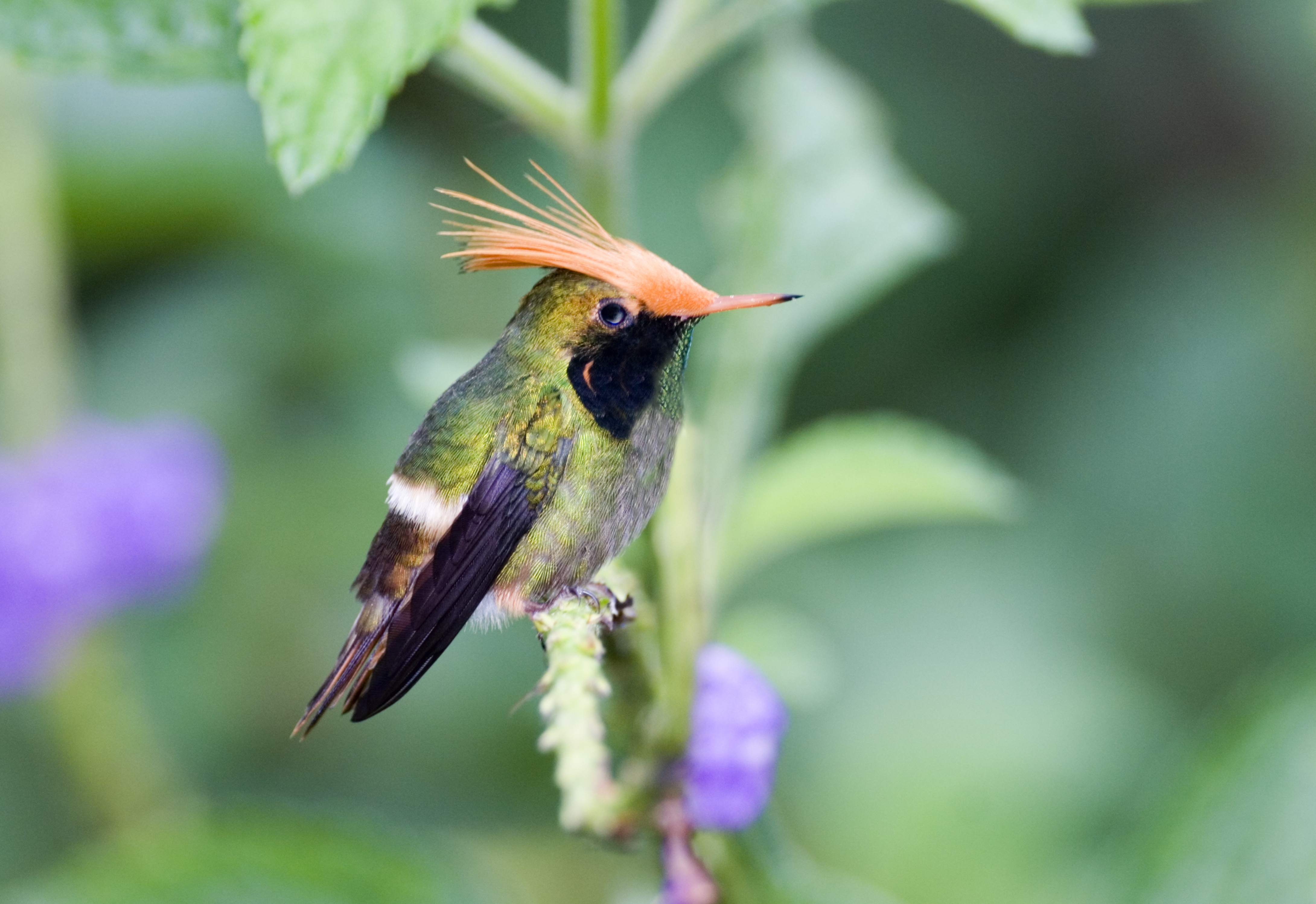 Panama Wildlife Discovery Central America Vacation