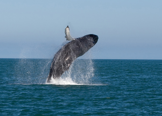 Costa Rica whale watching