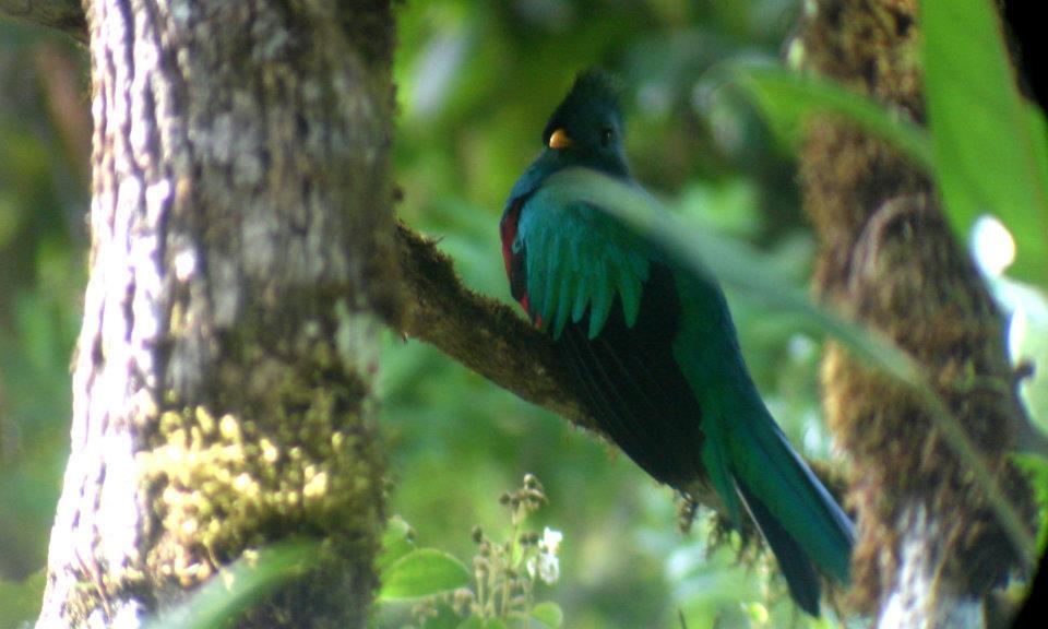 Quetzal at  Villa Blanca Costa Rica