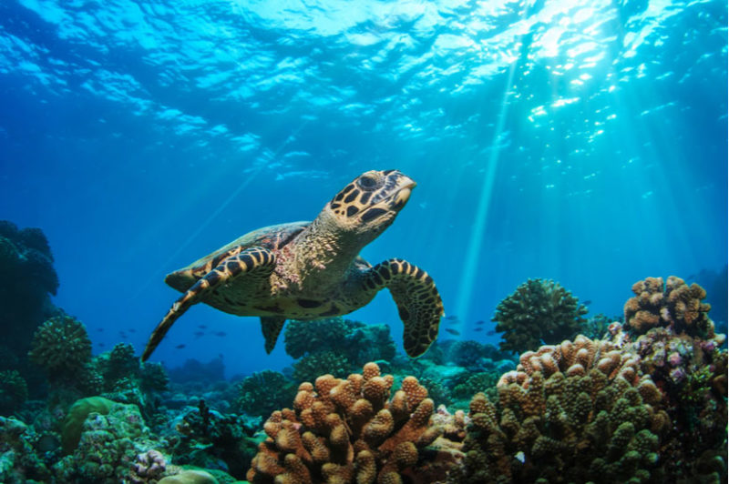 central-america-endangered-species-sea-turtles