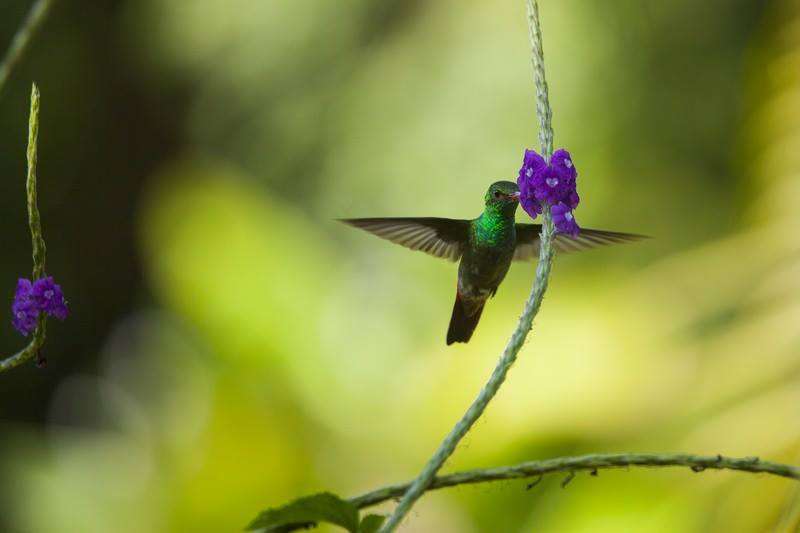 Hummingbird