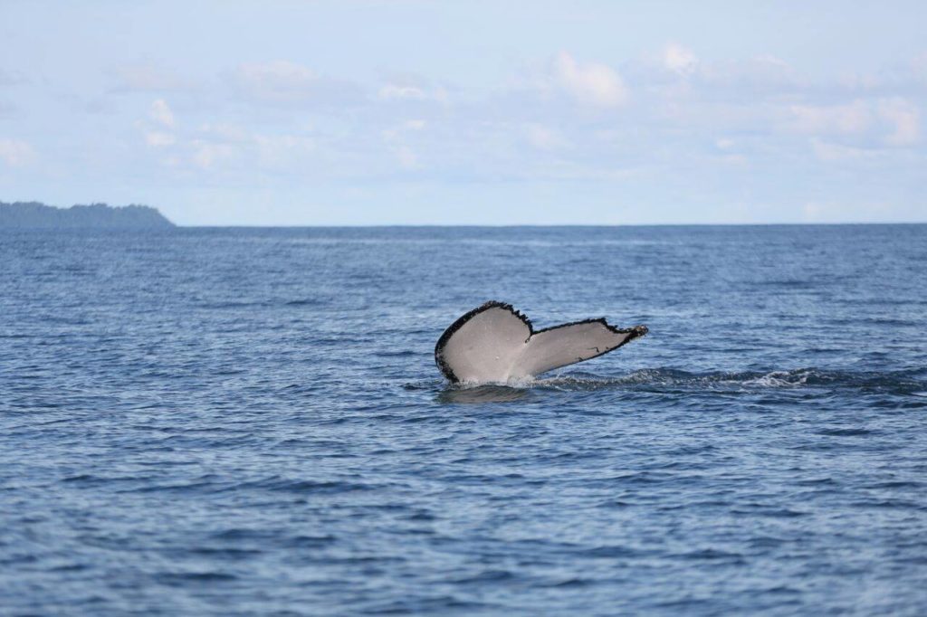 Humpback Whale, Drake Bay Costa Rica