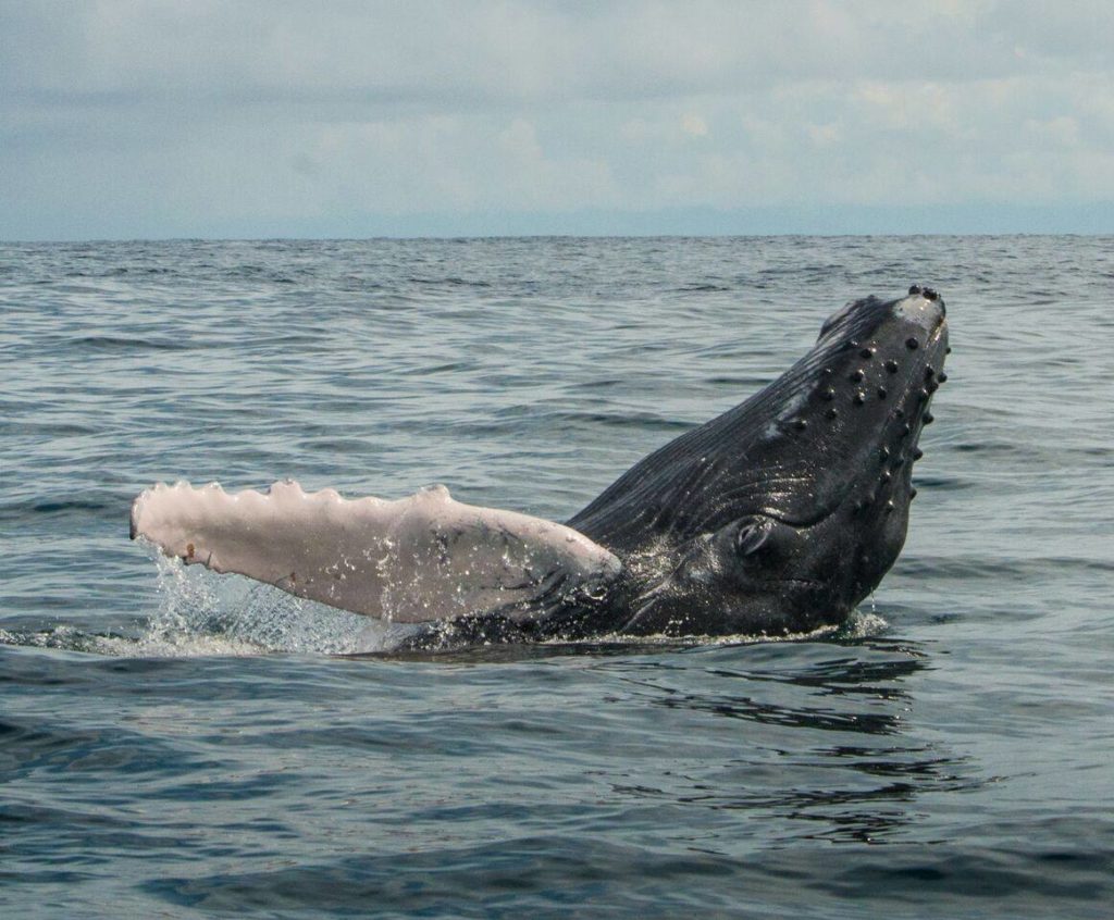 Humpback Whale Season in Costa Rica