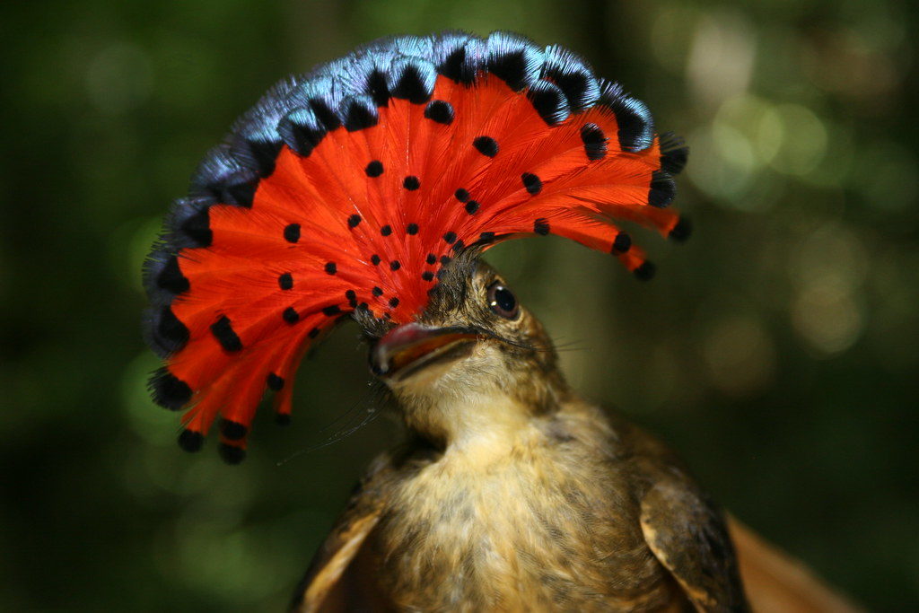 Royal Flycatcher