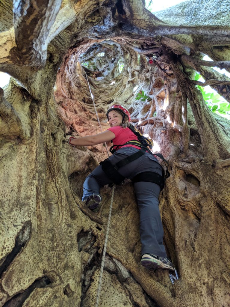 Ficus tree climbing Monteverde