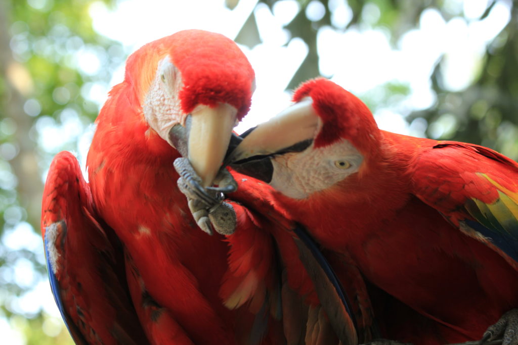 Scarlet Macaw