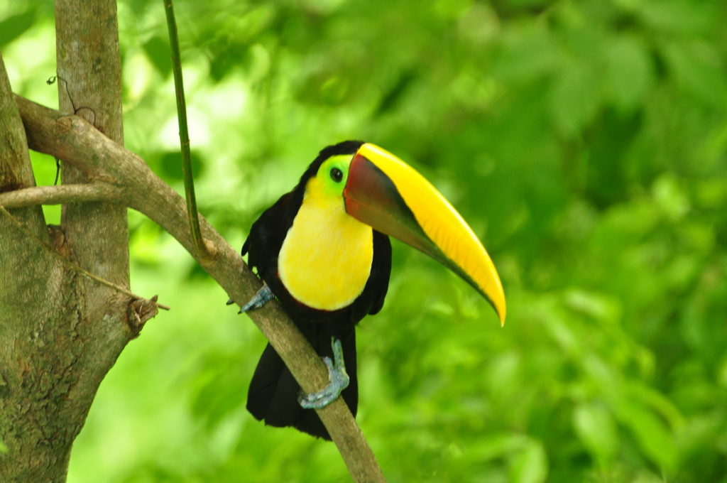 Keel Billed Tucan